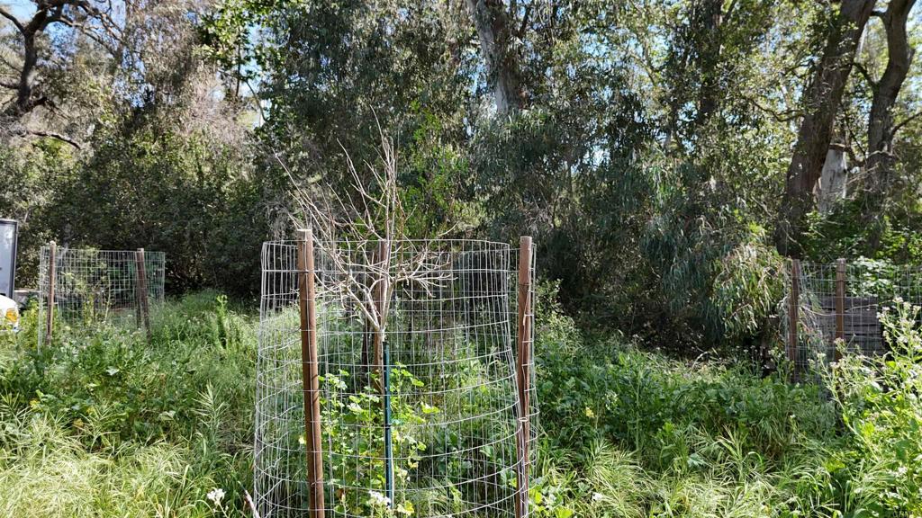 9237 Harmony Grove Road Escondido, CA 92029 - Photo 44 of 56 a view of a garden