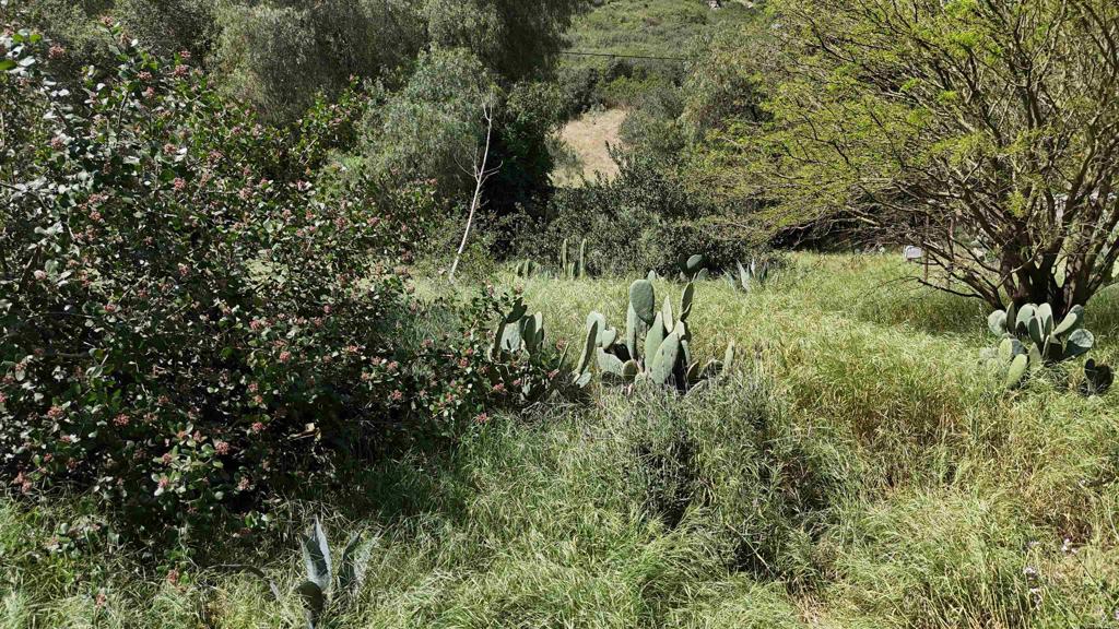 9237 Harmony Grove Road Escondido, CA 92029 - Photo 46 of 56 a view of a lush green forest
