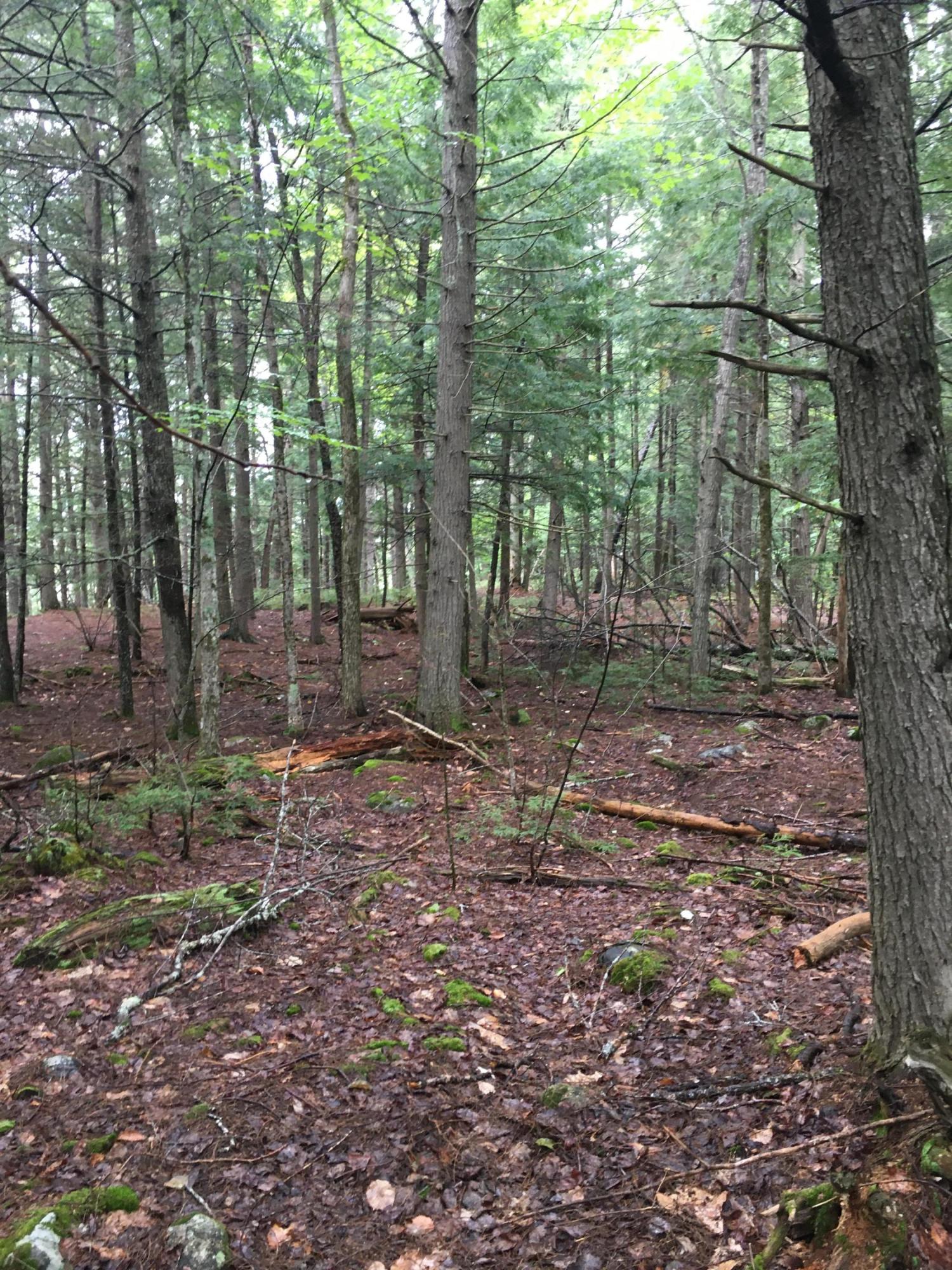 Tbd River Road Maxfield, ME 04453 - Photo 5 of 6 Lot View