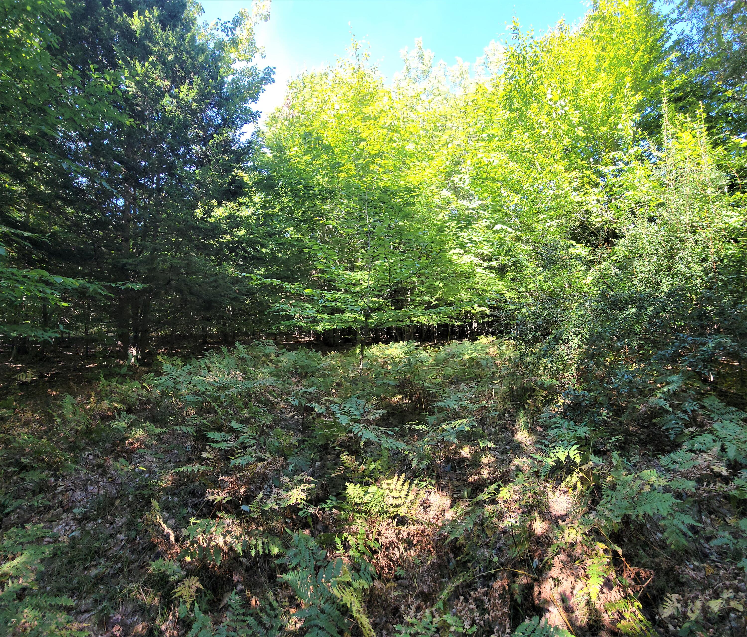 Opal Ridge Drive Onekama, MI 49675 - Photo 4 of 24 Ferns