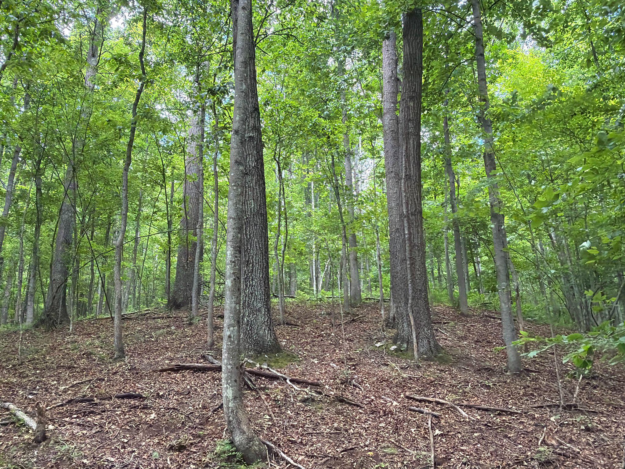 14600 Williams Road Southeast Cumberland, MD 21502 - Photo 23 of 122 Lush forest embracing nature's calm.