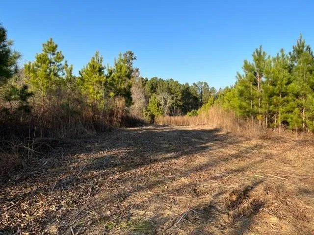 a view of dirt yard with a large tree
