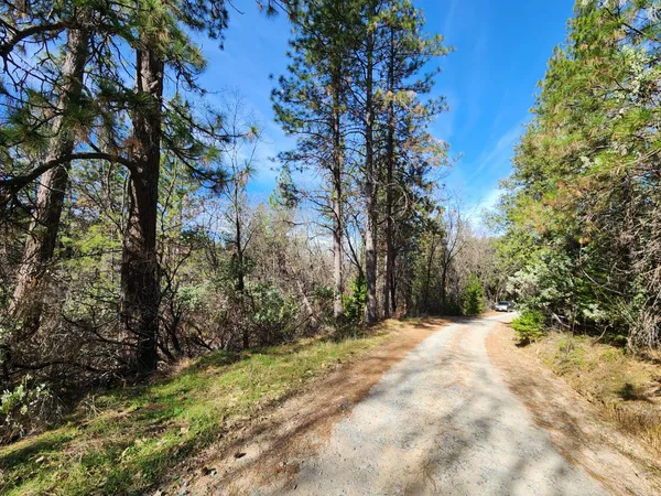 a view of a yard covered with trees