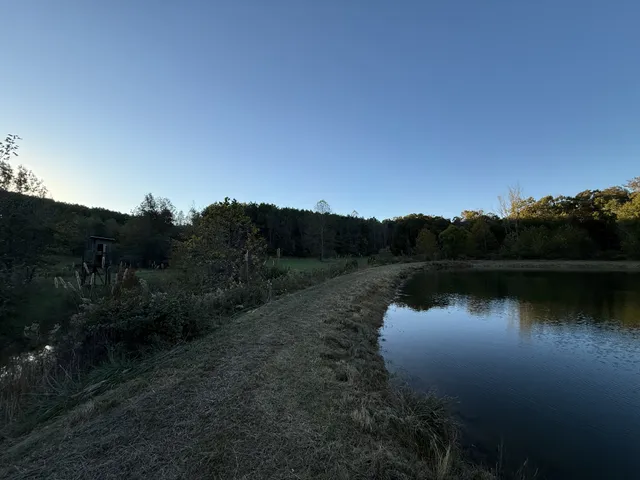 a view of a forest with trees in the background