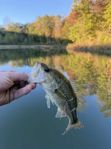 a yellow house with trees in front of it