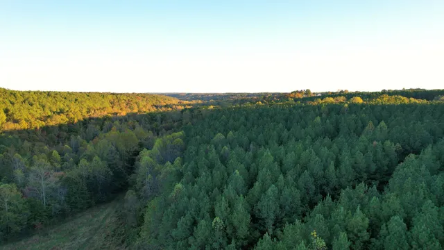 a view of a lush green space with sea
