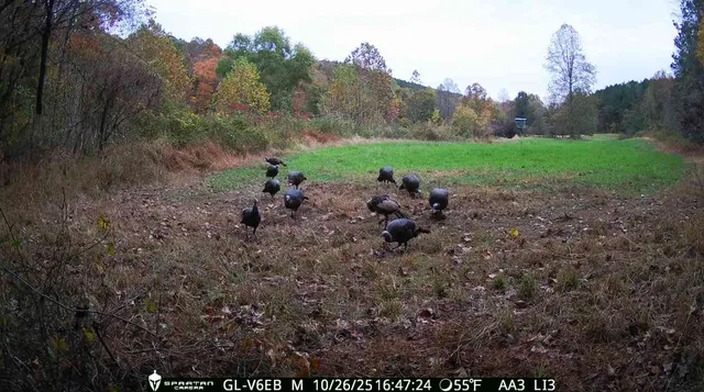 a view of a field with trees in the background