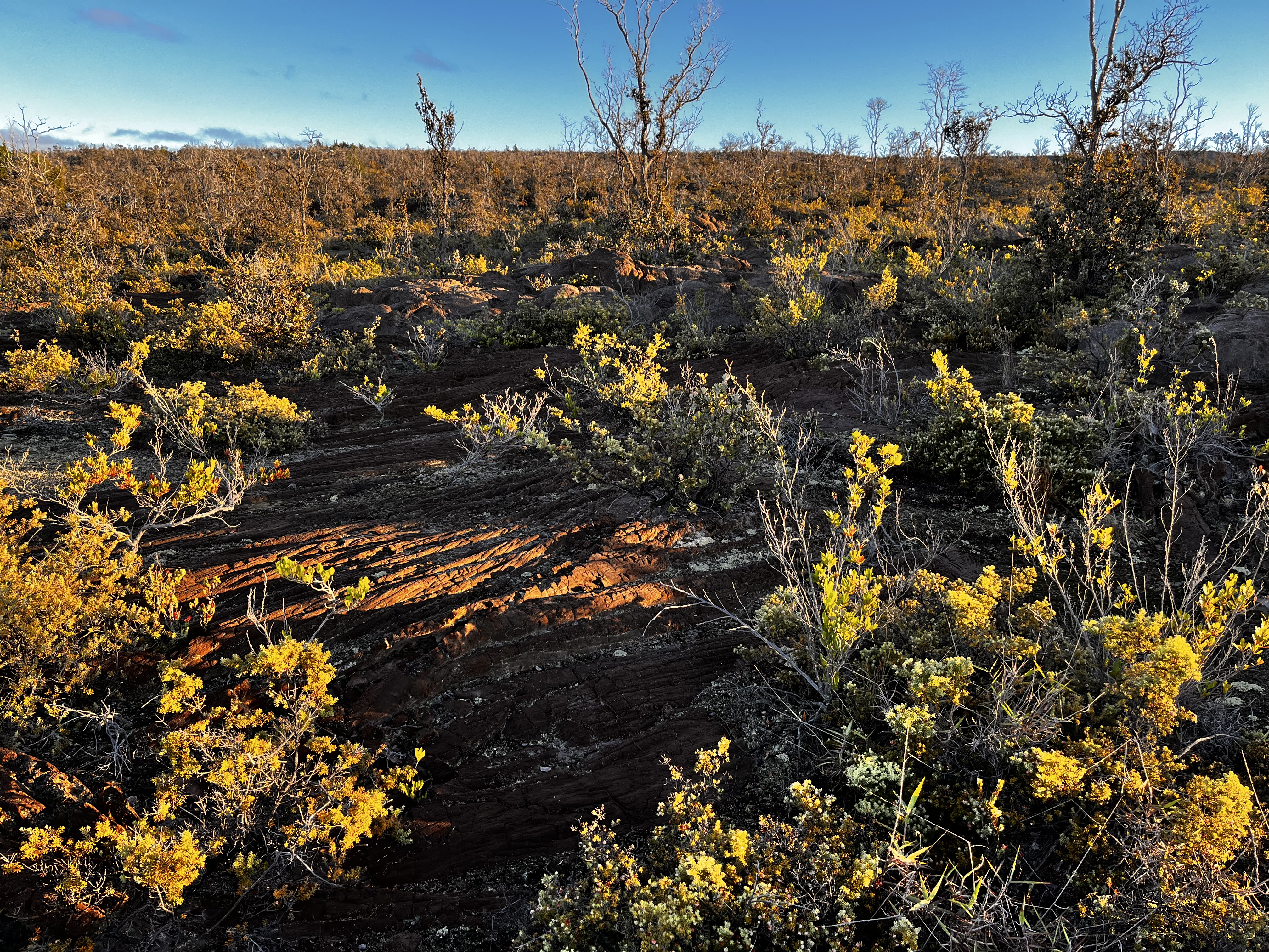 92-8664 Lot 25 Pineapple Parkway Ocean View, HI 96704 - Photo 9 of 12