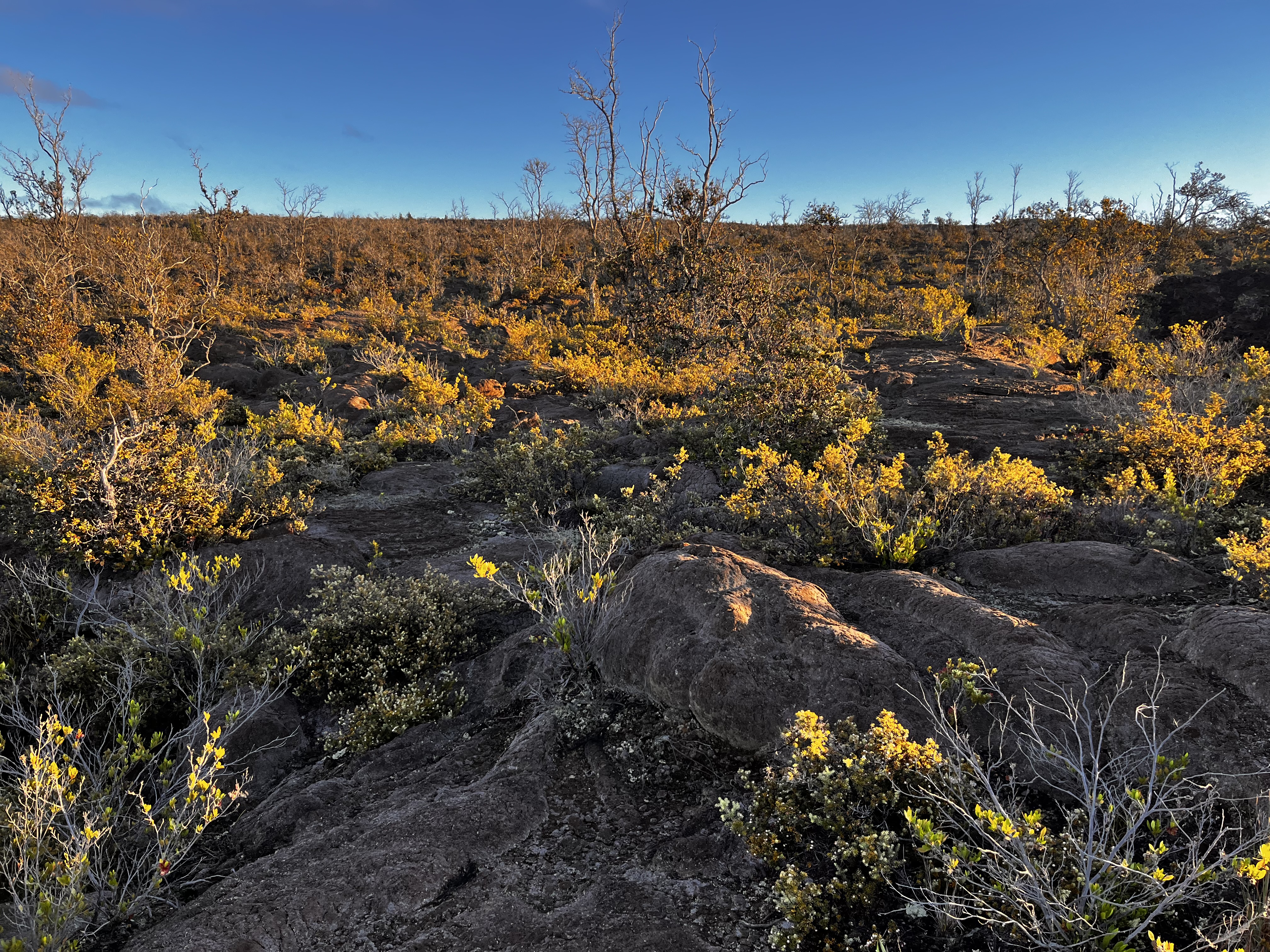 92-8664 Lot 25 Pineapple Parkway Ocean View, HI 96704 - Photo 10 of 12