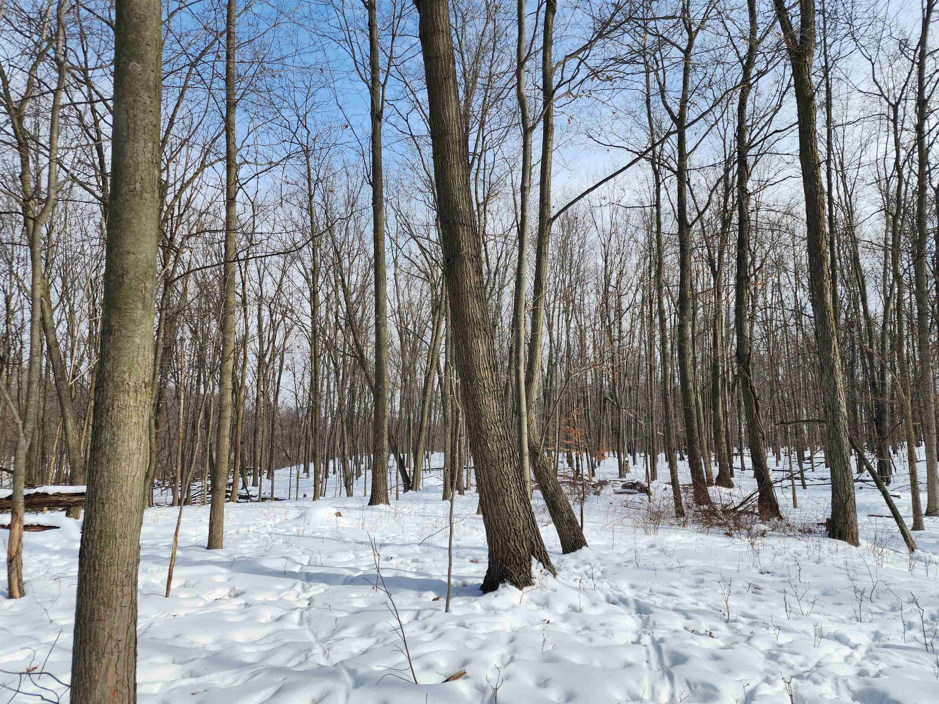 33-acres South Peoples Road Fenwick, MI 48834 - Photo 8 of 20