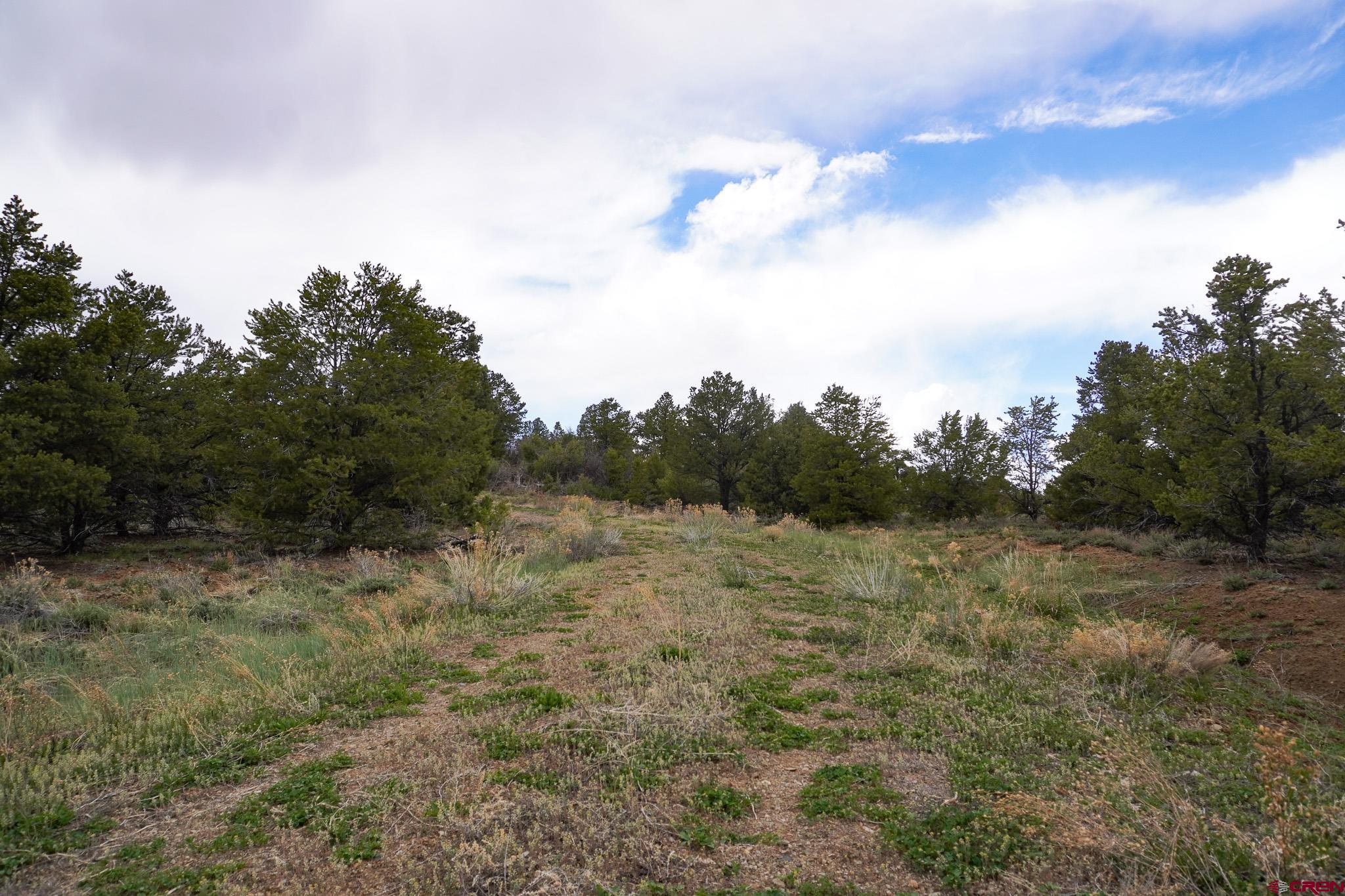 34495 Rd P.2 Mancos, CO 81328 - Photo 27 of 42 a view of a dry yard with trees