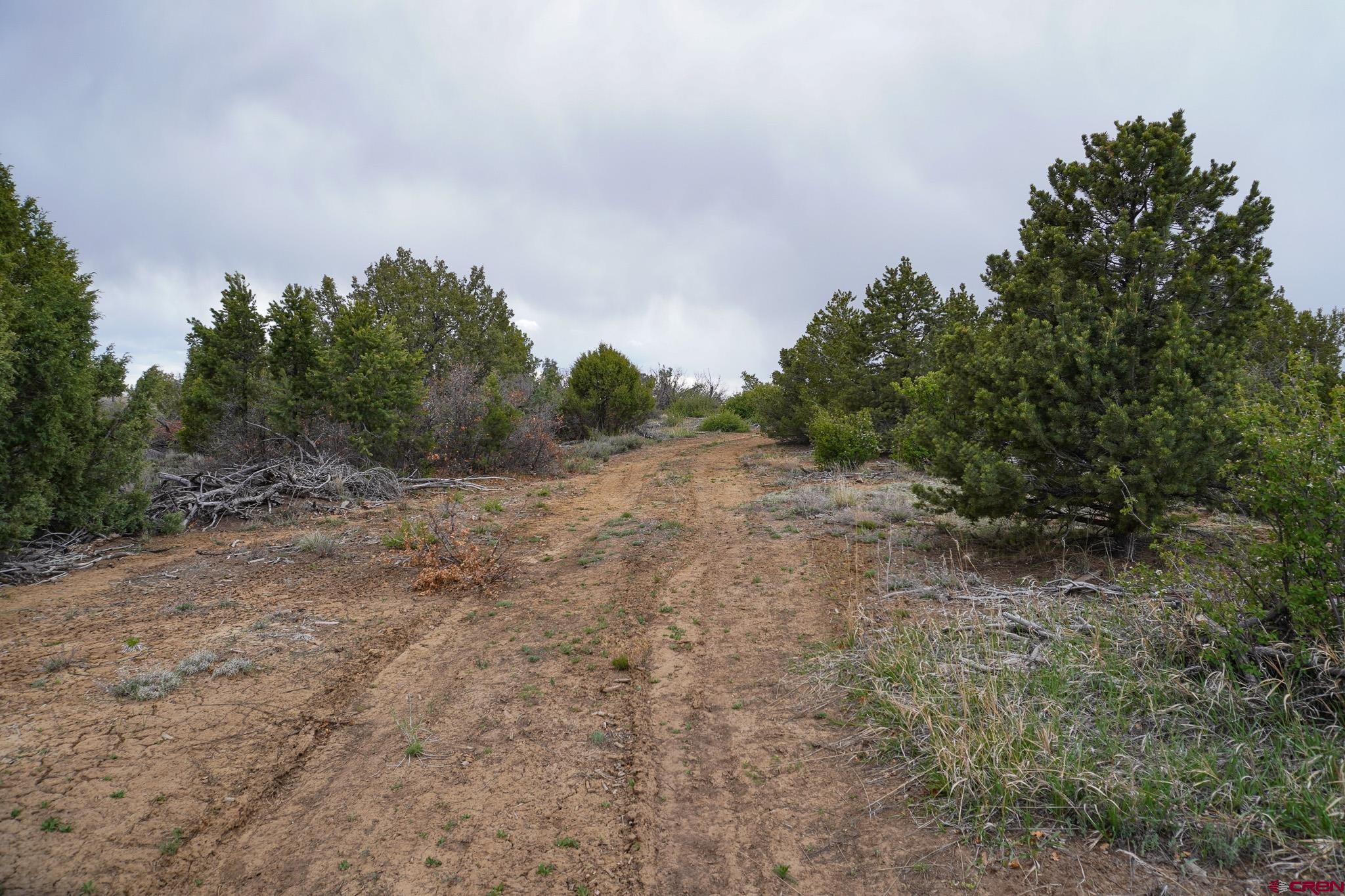 34495 Rd P.2 Mancos, CO 81328 - Photo 35 of 42 a view of a dry yard with trees in the background