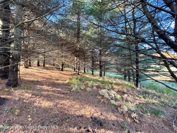 a view of a trees in a yard