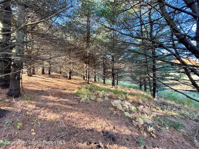 a view of a trees in a yard