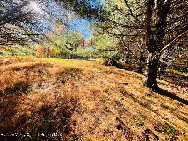 a view of a lush green forest with mountains in the background