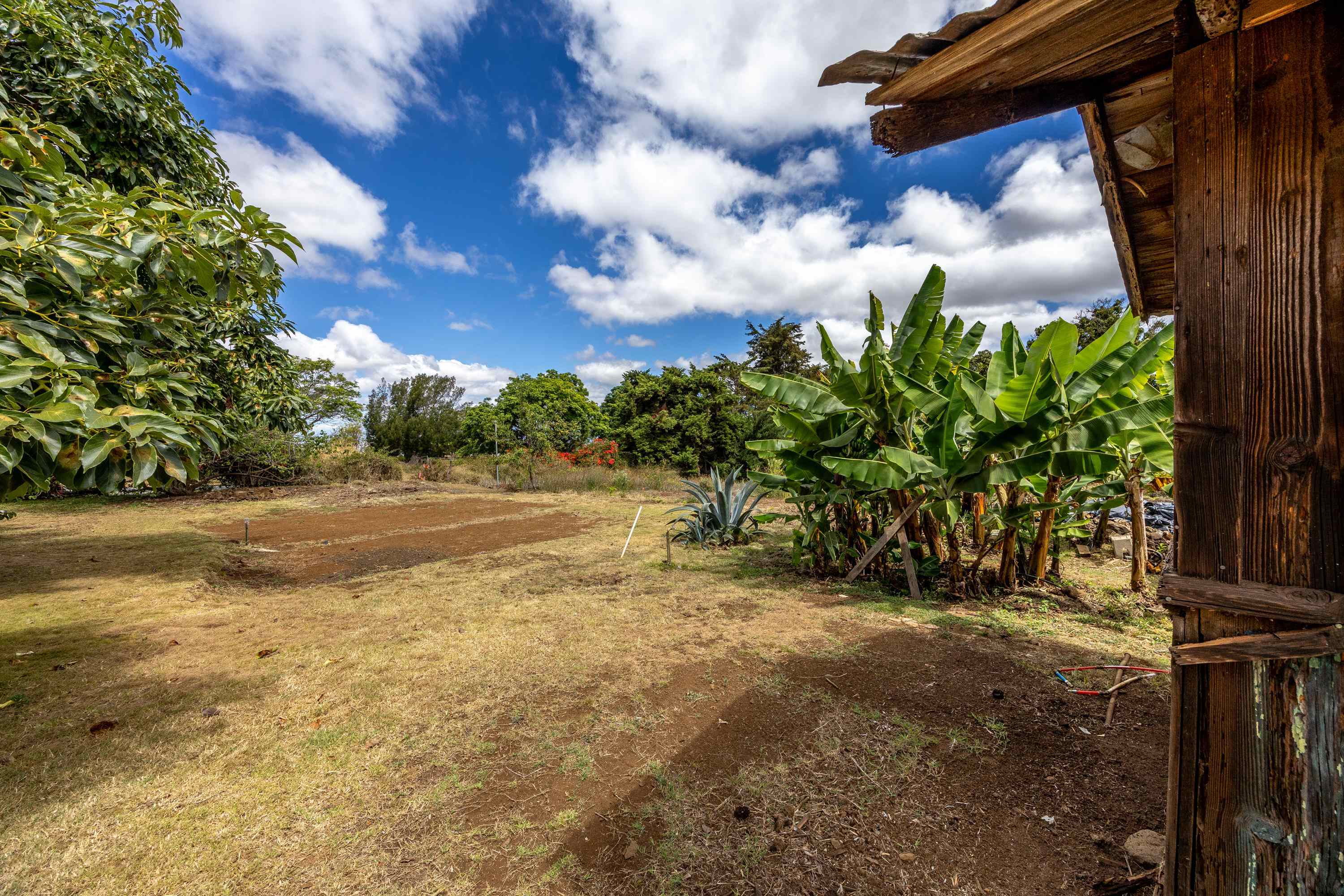 3044 Lower Kula Road Kula, HI 96790 - Photo 23 of 44 a view of a yard with an tree and a table