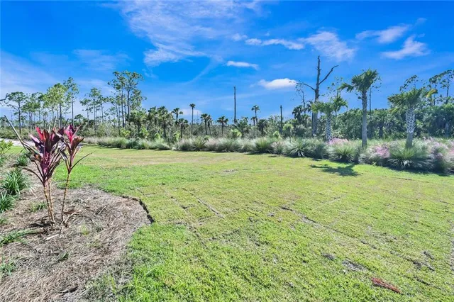a view of a park with palm trees