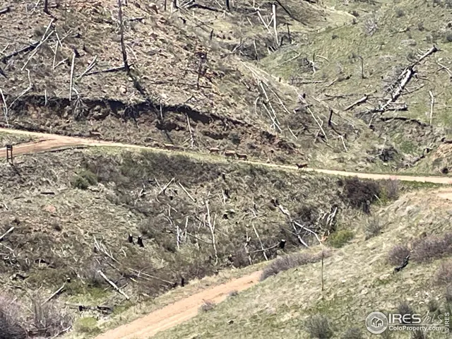 $80,000 | 890 Meadow Mountain Drive, Livermore, CO 80536