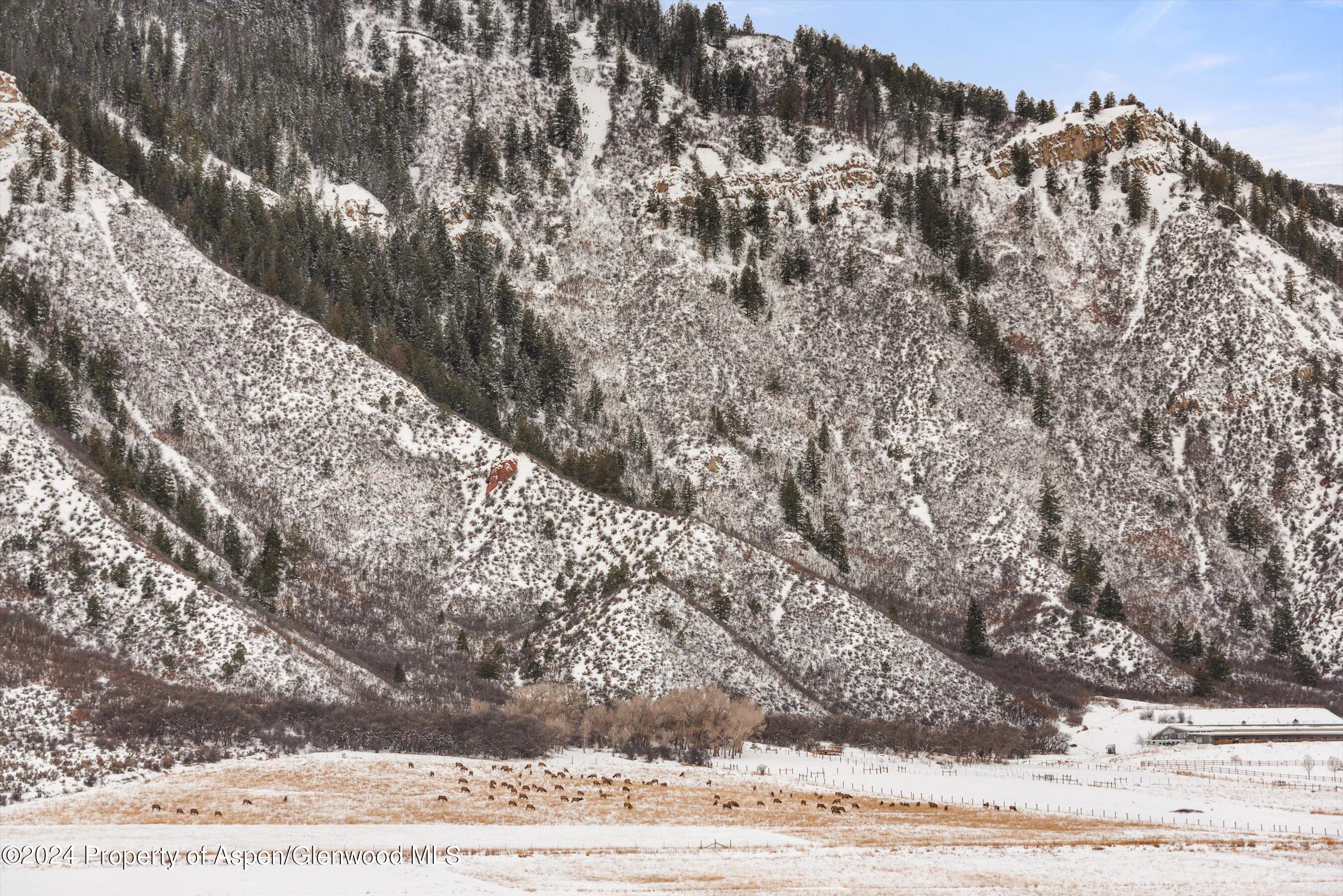 390 Apple Drive Basalt, CO 81621 - Photo 15 of 51 views of Elk Grazing