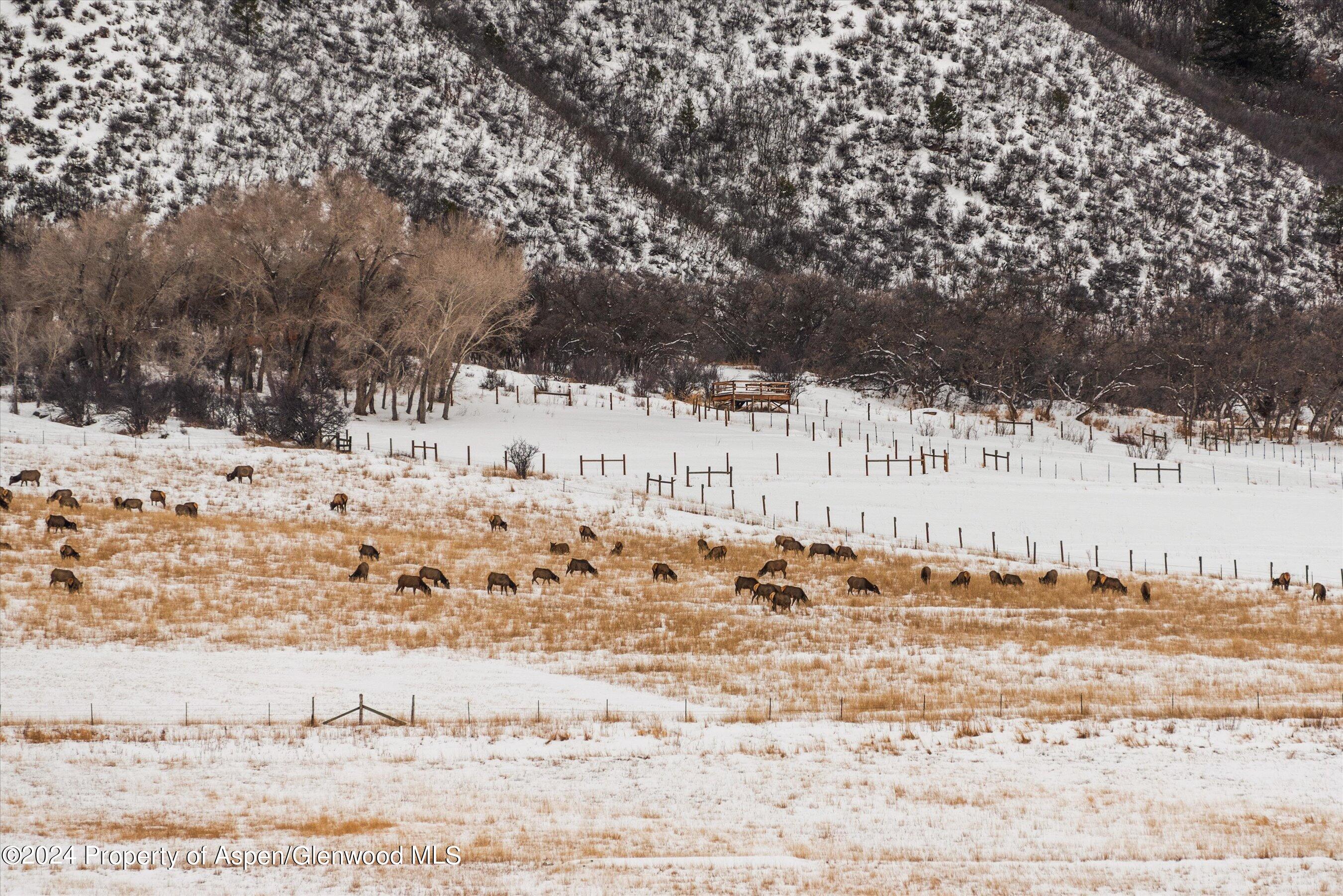 390 Apple Drive Basalt, CO 81621 - Photo 16 of 51 views of Elk Grazing