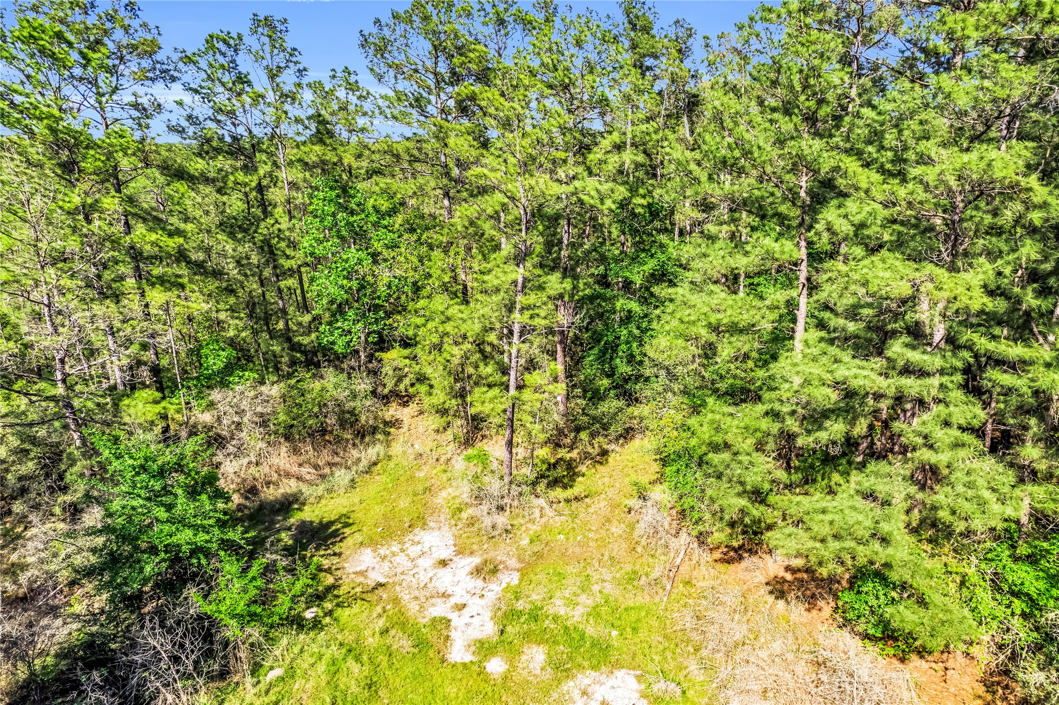 0 Pine Lane Onalaska, TX 77360 - Photo 4 of 11 a view of a green yard