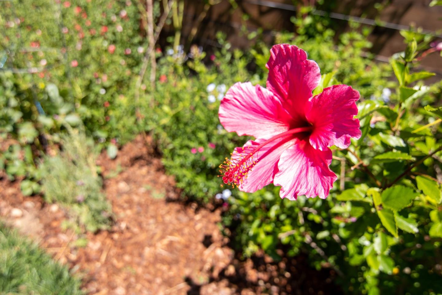 535 Sobrato Drive Campbell, CA 95008 - Photo 32 of 32 a view of a flower