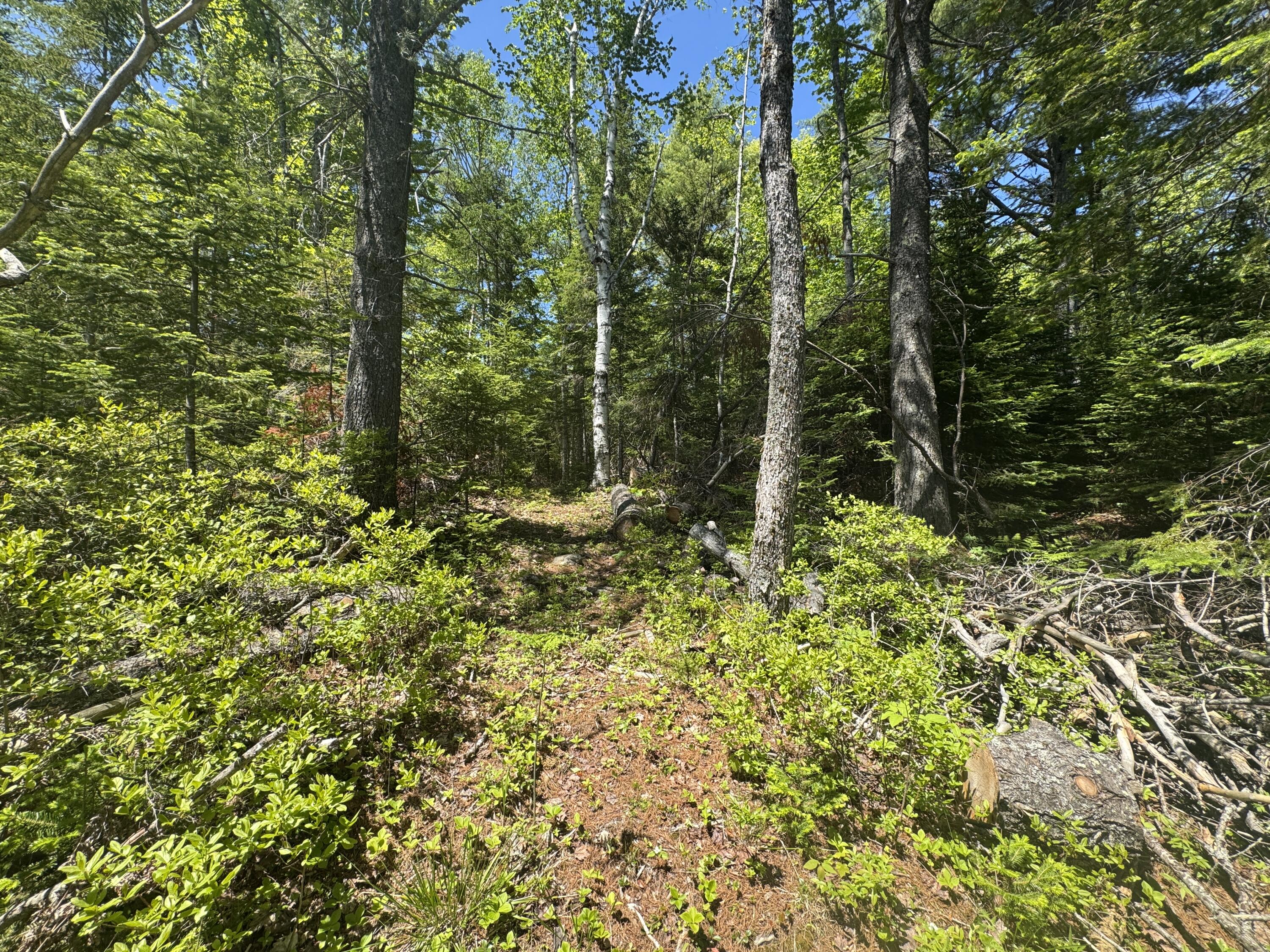 Lot# Bucksmills Road Bucksport, ME 04416 - Photo 14 of 15 IMG_3898