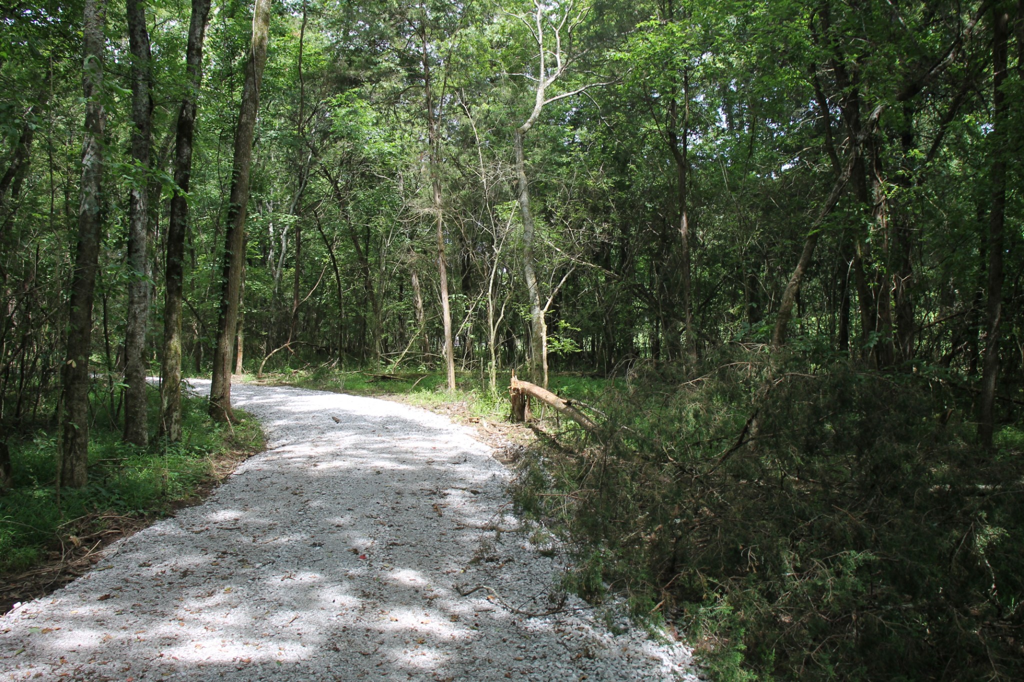 0 Bass Road Bethpage, TN 37022 - Photo 2 of 4 a view of a forest with trees in the background