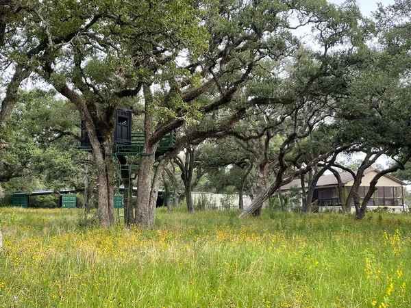 a picture of trees