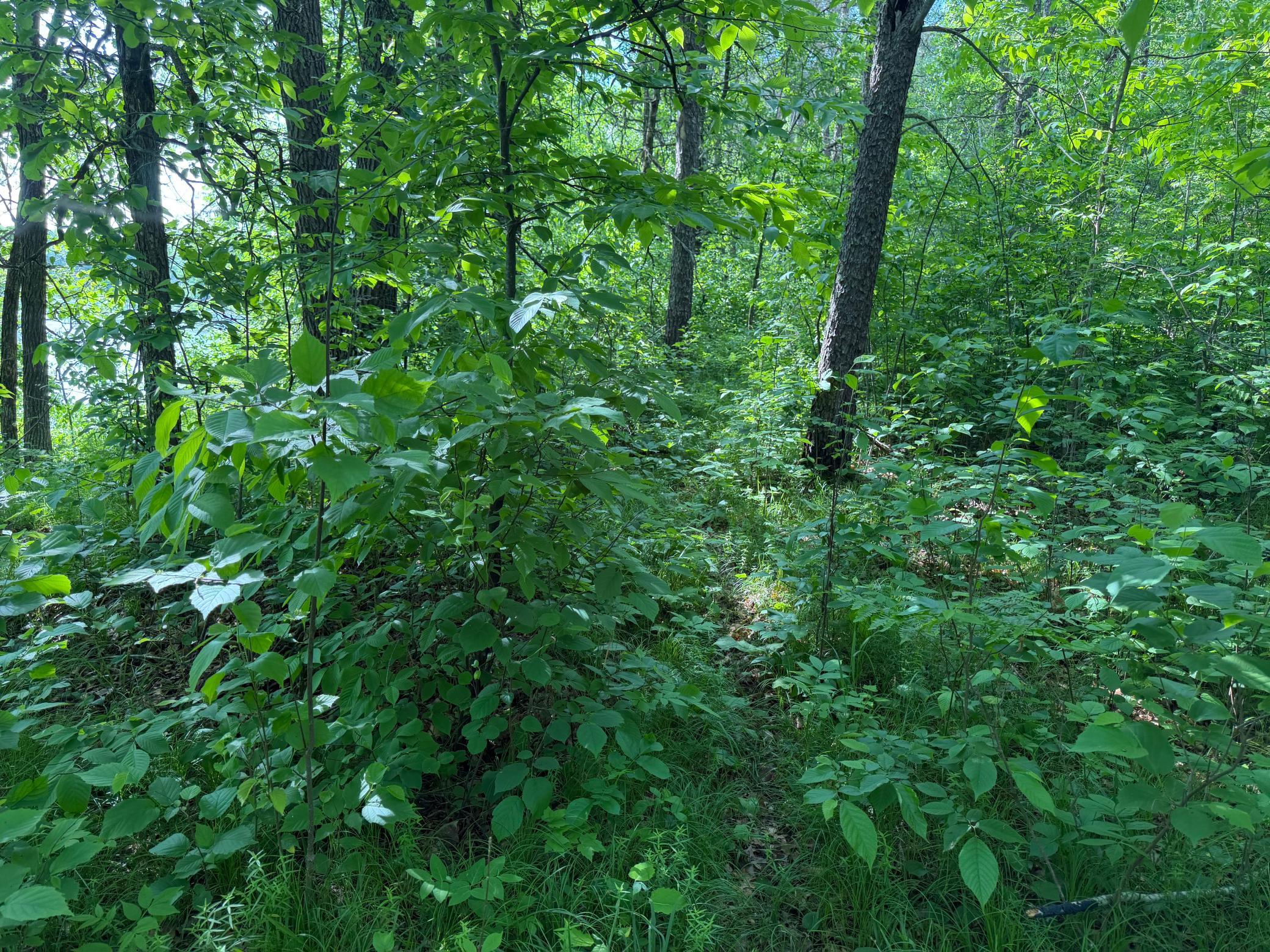 Tbd 270th Street Sebeka, MN 56477 - Photo 61 of 65