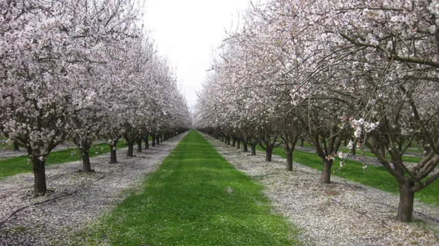 $12,532,800 | 12486 Road 19, Madera, CA 93637