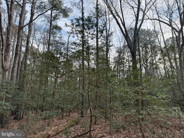a view of a forest with large trees