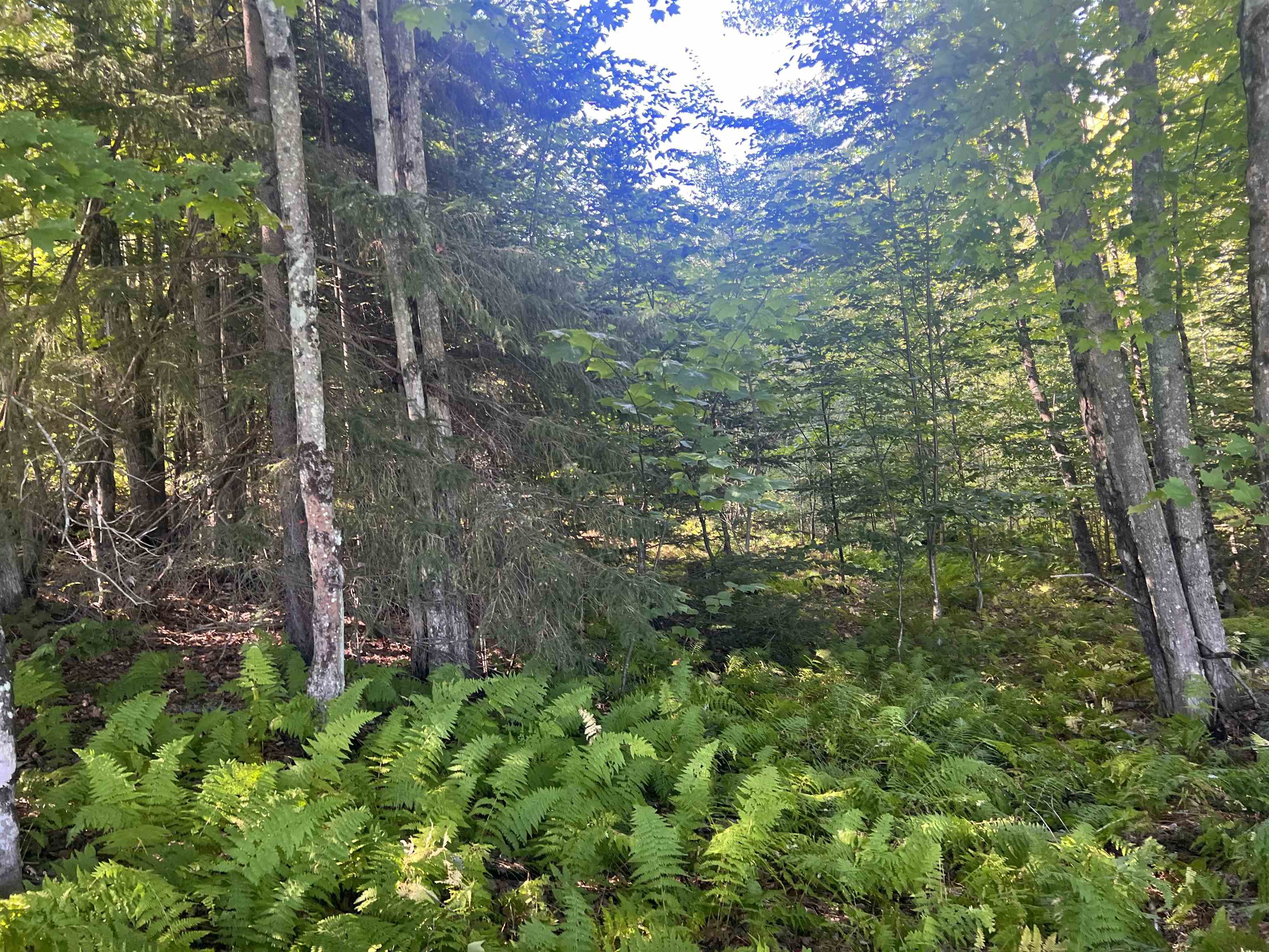 Lot 92 Kimball Road Lunenburg, VT 05906 - Photo 10 of 22