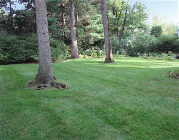52 Livermore Road Wellesley, MA 02481 - Photo 7 of 9 a view of a garden with trees