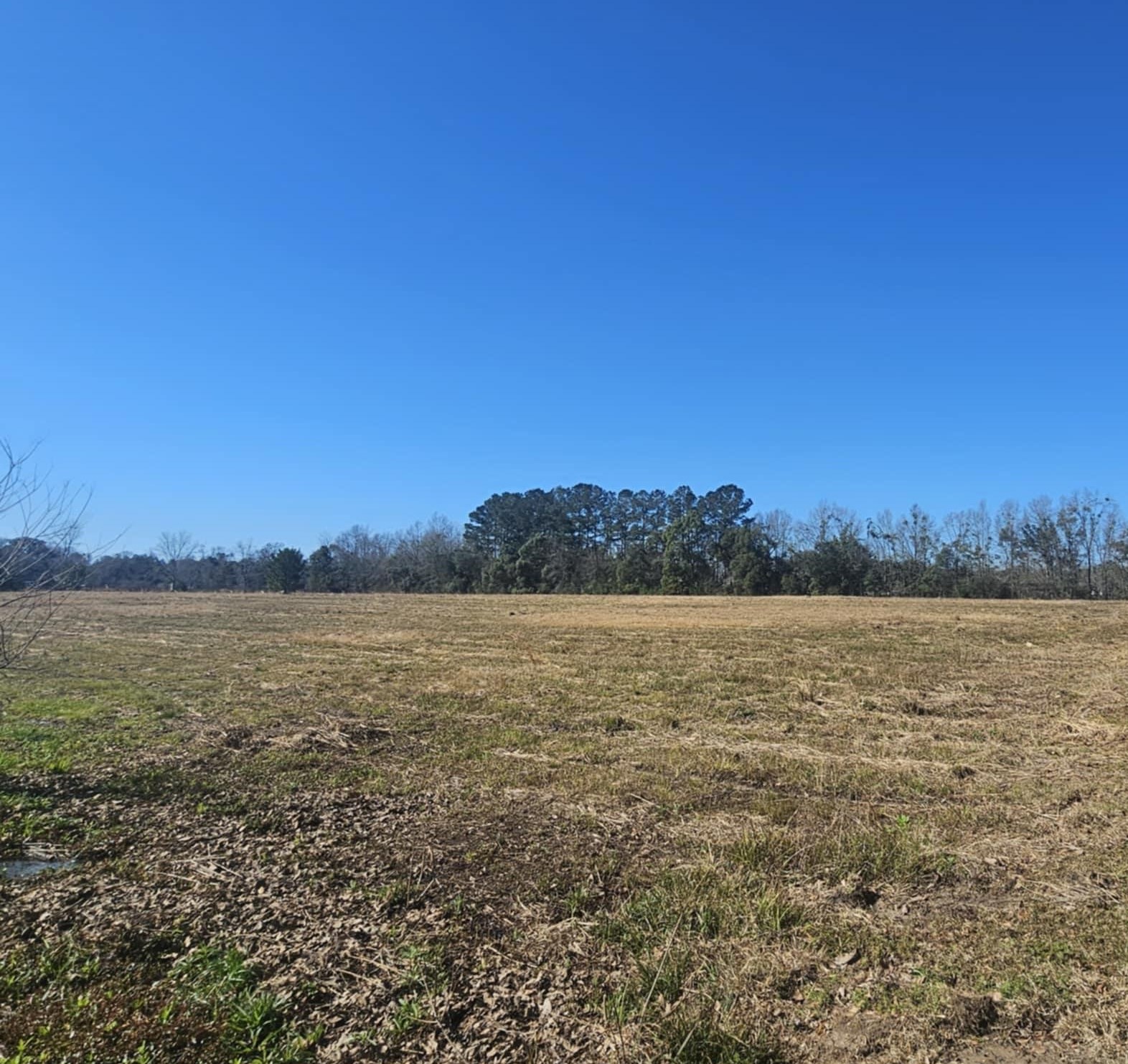 0 Black Griffin Road Loxley, AL 36551 - Photo 4 of 8 Yard