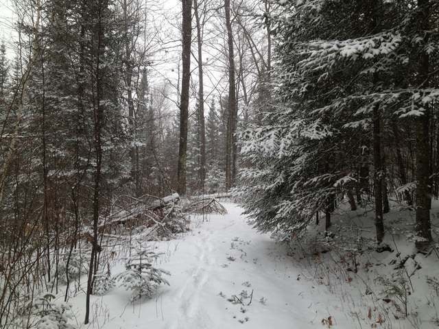 38-acres Hilts Lake Road Rhinelander, WI 54501 - Photo 12 of 14 Gallery Image 12