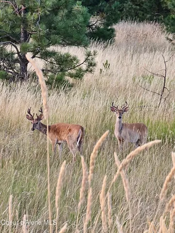 $1,160,000 | 2953 East Badger Road, Harrison, ID 83833