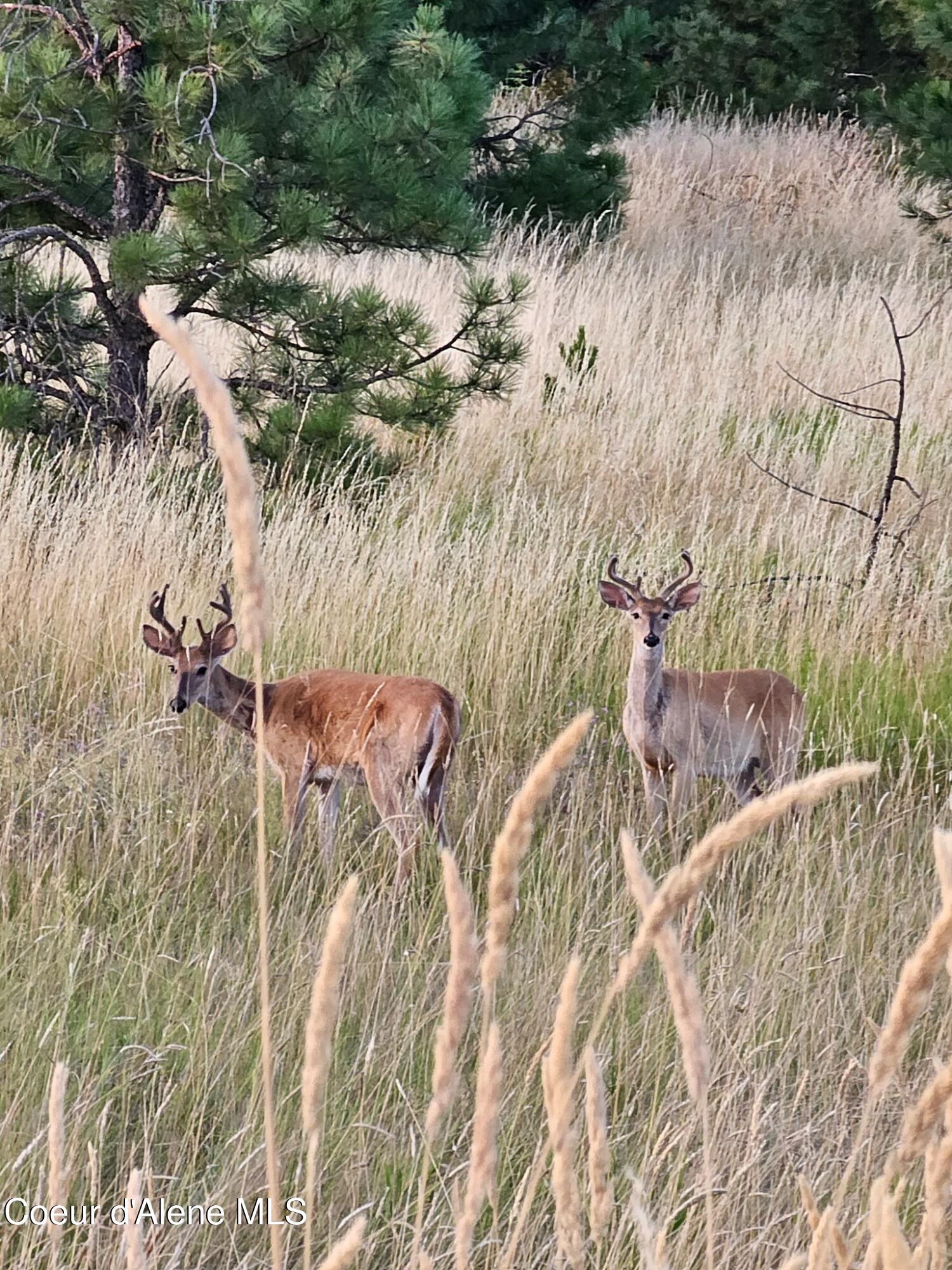 2953 East Badger Road Harrison, ID 83833 - Photo 73 of 75 2953 E Badger