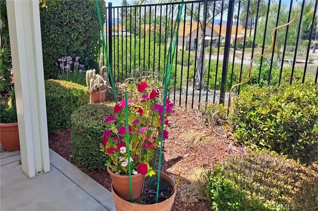 a bunch of flowers in back yard of green field