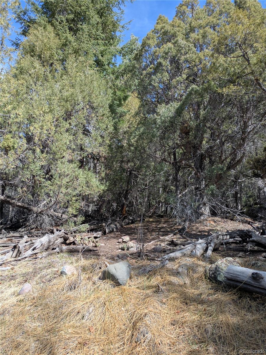 446 Arrowhead Way, Unit OVERLOOK Crestone, CO 81131 - Photo 11 of 18 a view of a dry yard with trees