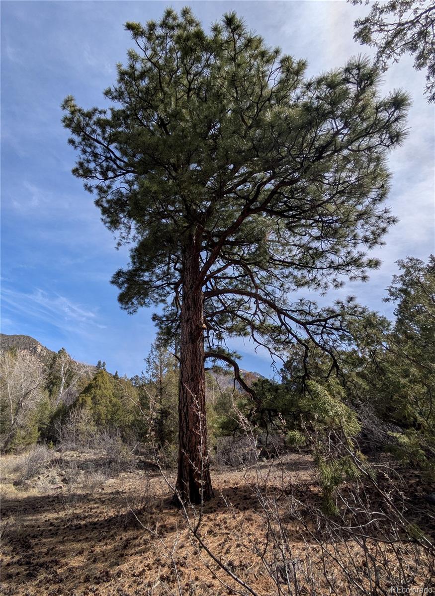 446 Arrowhead Way, Unit OVERLOOK Crestone, CO 81131 - Photo 3 of 18 a view of a tree