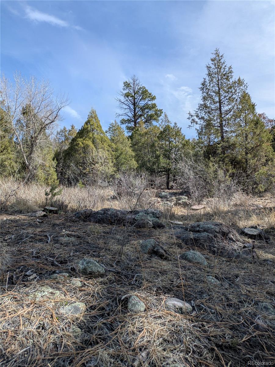 446 Arrowhead Way, Unit OVERLOOK Crestone, CO 81131 - Photo 4 of 18 a view of a yard with a tree in the background