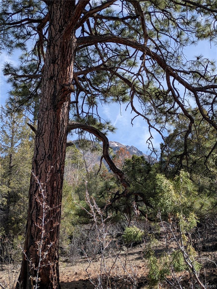 446 Arrowhead Way, Unit OVERLOOK Crestone, CO 81131 - Photo 6 of 18 a picture of tree