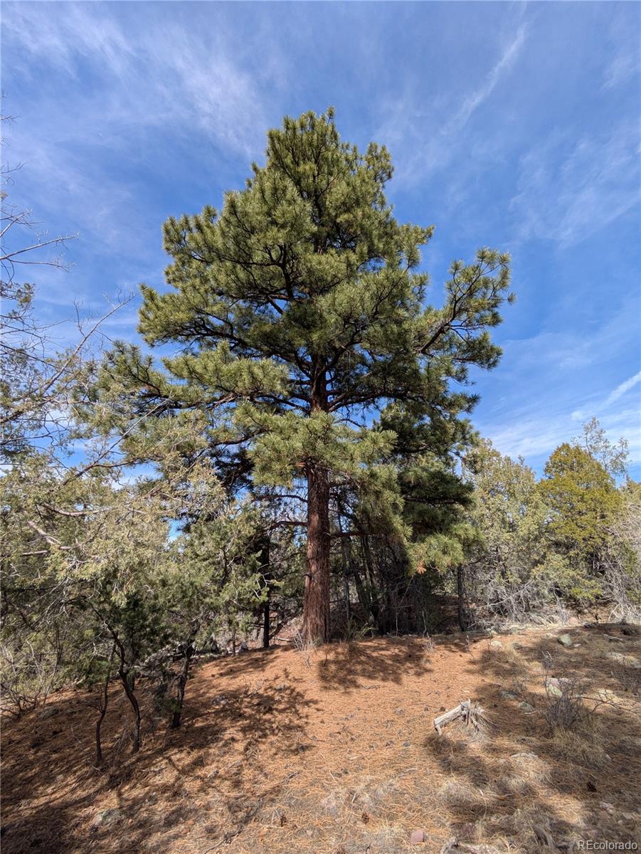 446 Arrowhead Way, Unit OVERLOOK Crestone, CO 81131 - Photo 8 of 18 a view of a tree in a yard with a tree