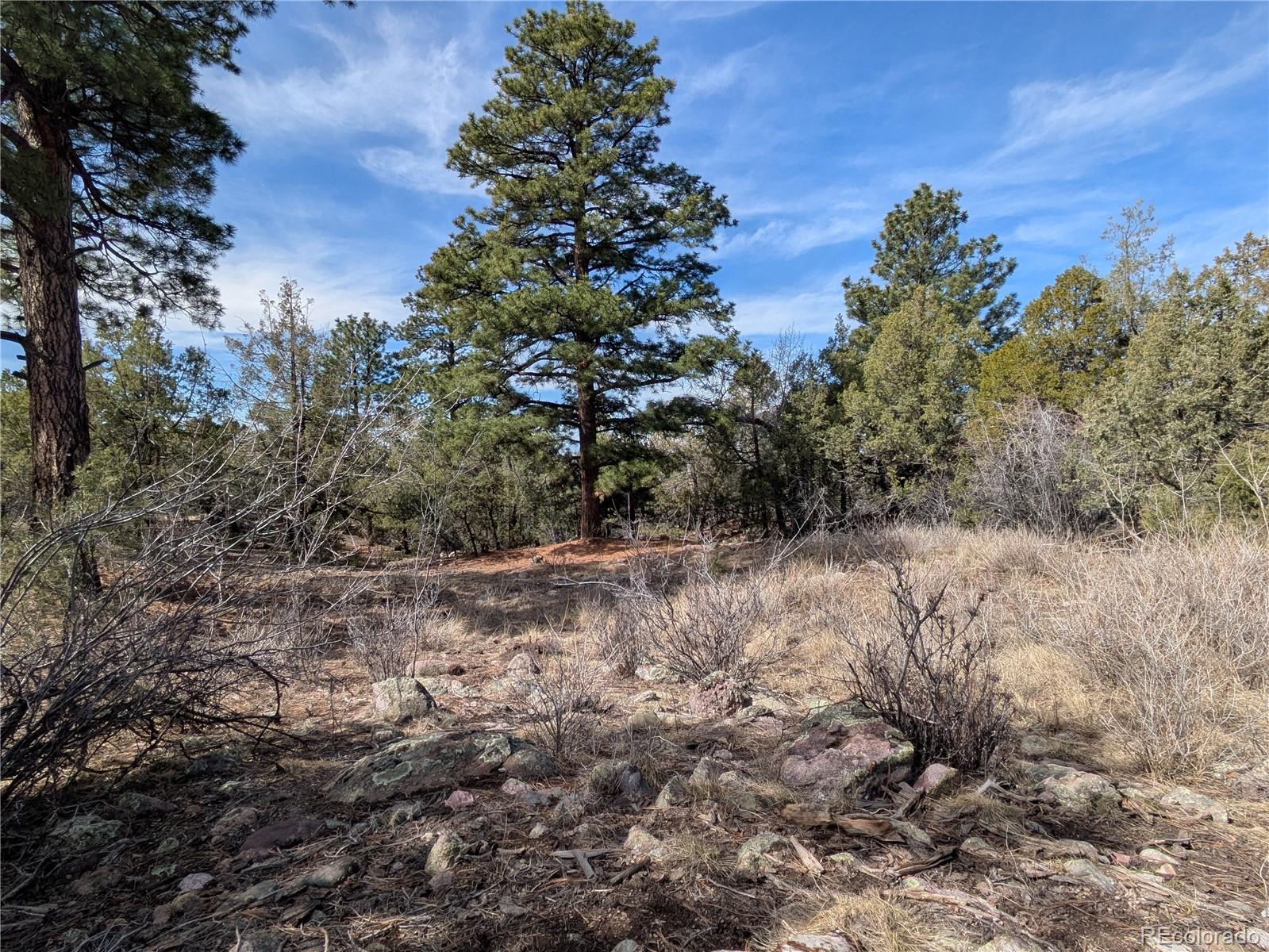 446 Arrowhead Way, Unit OVERLOOK Crestone, CO 81131 - Photo 9 of 18 a view of a forest with lots of trees