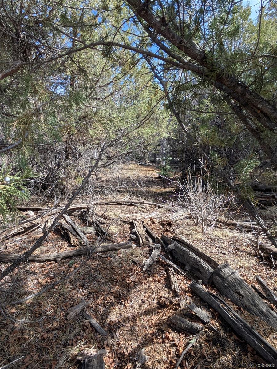 446 Arrowhead Way, Unit OVERLOOK Crestone, CO 81131 - Photo 10 of 18 a view of a forest