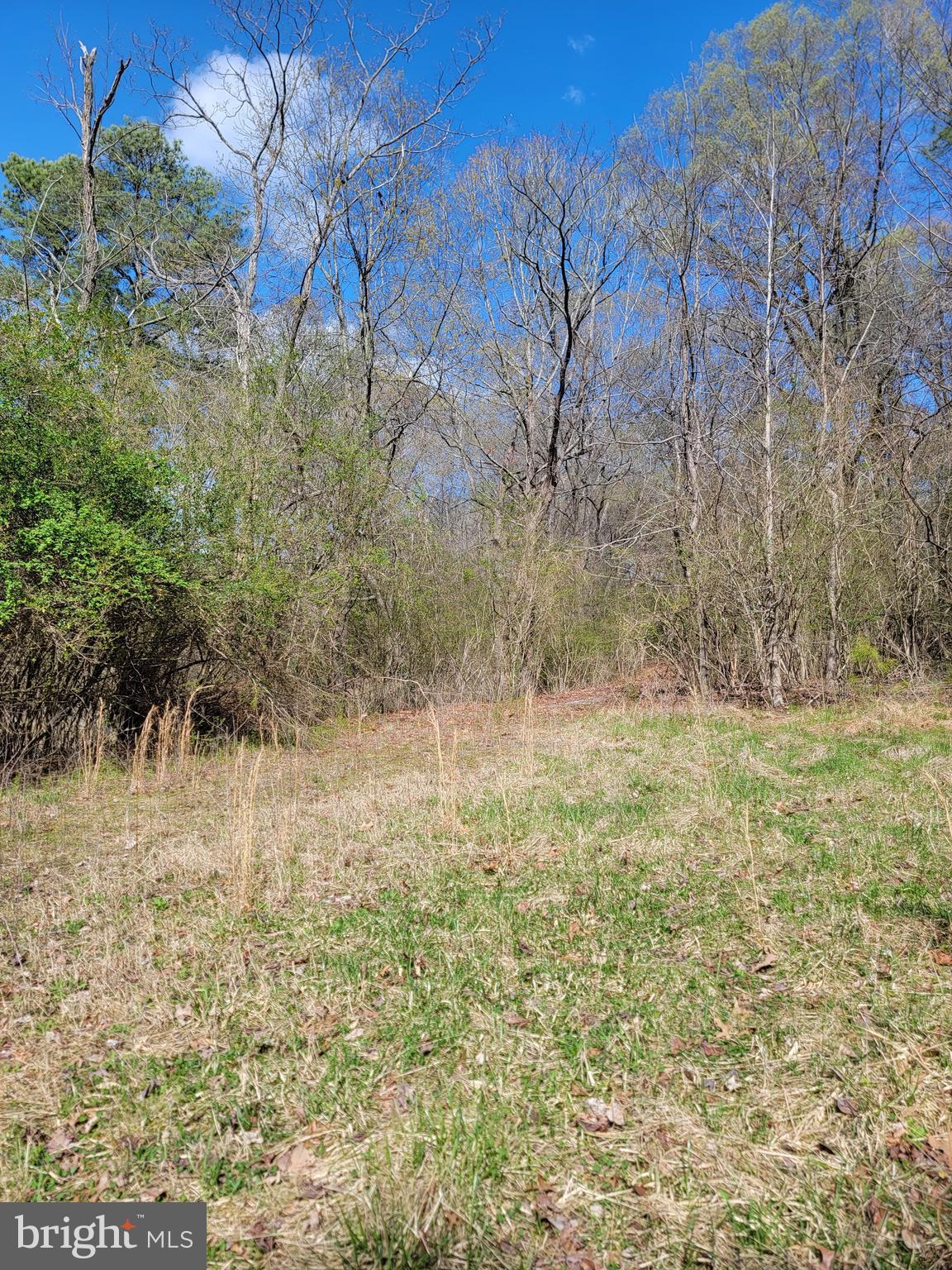 922 Skipjack Road Kinsale, VA 22488 - Photo 11 of 34 a view of a yard with an trees