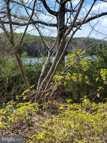 a view of a lake with a tree