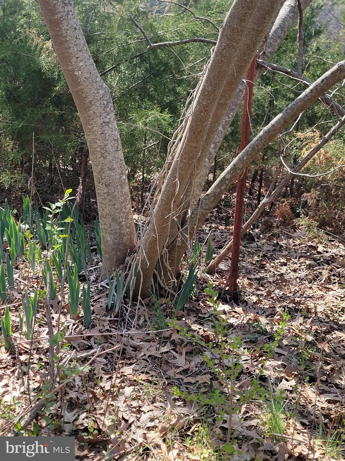 922 Skipjack Road Kinsale, VA 22488 - Photo 30 of 34 a view of a wooden bridge