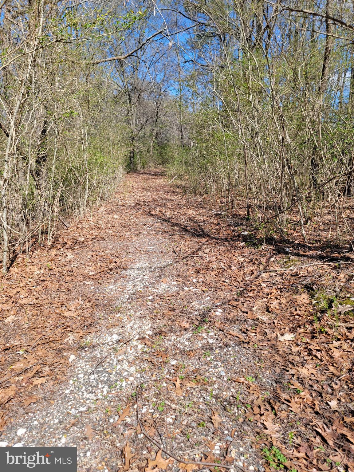 922 Skipjack Road Kinsale, VA 22488 - Photo 7 of 34 a view of a yard with a tree